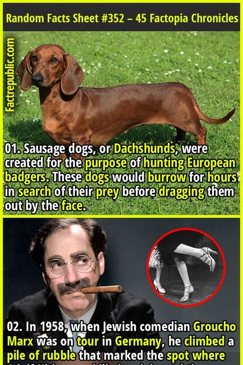 Mind Blowing Thoughts, Science Knowledge, Funny Dog Faces, Fact Republic, Science Fact, Funny Dog Photos, Amazing Funny Facts, Sausage Dogs, Wow Facts