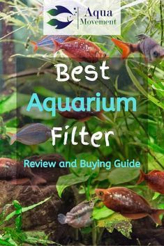 Best Aquarium Filter, Aquaponics Aquarium, Aquarium Filters, Top Types, Guppy Fish, Fresh Water Fish Tank, Aquarium Stand, Aquarium Setup, Fish Supplies