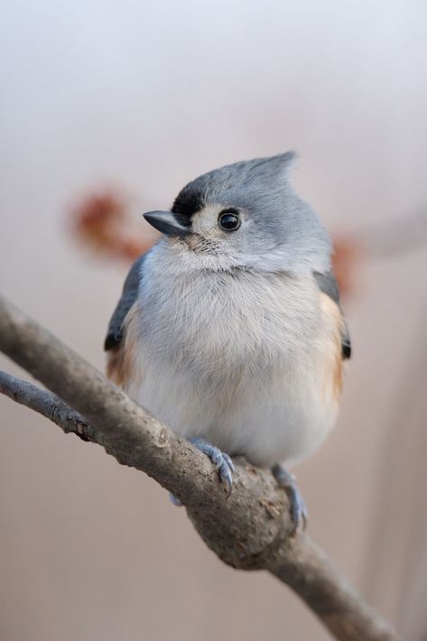 A rather tame, active, crested little bird, the Tufted Titmouse is common all year in eastern forests, where its whistled peter-peter-peter song may be heard even during mid-winter thaws. Fall Landscapes, Tufted Titmouse, Bird Facts, Pale Face, Audubon Birds, Forest City, Birds Of America, Exotic Animals, John James Audubon