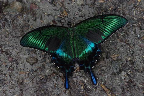 Black Swallowtail, Moth Species, Swallowtail Butterfly, Reference Images, Nature Aesthetic, Beautiful Butterflies, Moth, Mother Nature, Insects