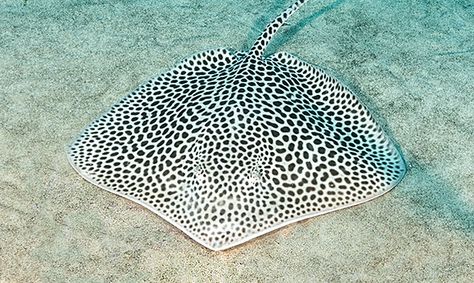 LEOPARD STINGRAY Spotted Eagle Ray, Eagle Ray, Insect Jewelry, Aquatic Animals, Shoe Inspiration, Ocean Creatures, Ocean Animals, Fish Art, Underwater World