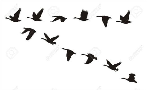 Goose Tattoo, Canadian Geese, Bird Flying, Canadian Goose, Silhouette Images, Flock Of Birds, Flying Geese, Silhouette Free, Birds Tattoo