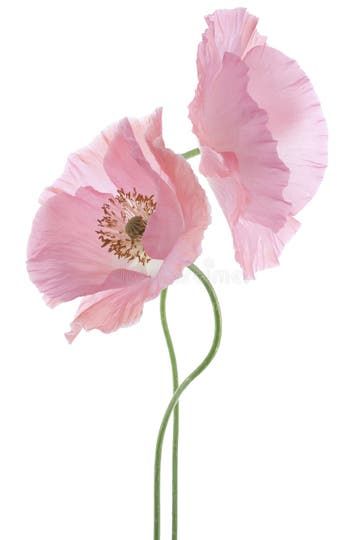 Poppy stock image. Image of love, head, design, deep - 39797791 Pink Poppy Flower, Corner Garden Ideas, Purple Flowering Plants, Abstract Poppies, Space Garden, Jobs In Art, Pink Poppy, Corner Garden, Garden Aesthetic