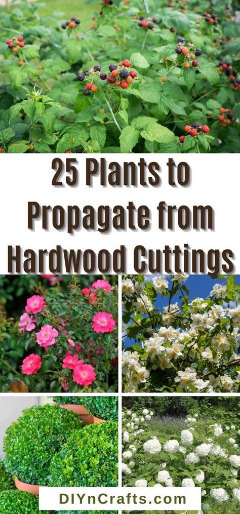 Plants To Propagate, Spirea Bush, Propagating Roses, Frugal Gardening, Easy Perennials, Plants Under Trees, Patio Trees, Planting Plan, Growing Plants Indoors