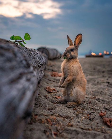 National Geographic Your Shot (@natgeoyourshot) • Fotos y vídeos de Instagram Destination Voyage, Picture Credit, Wildlife Nature, Beach Bunny, Funny Animal Pictures, Wildlife Photography, National Geographic, Animal Photography, Travel Photos