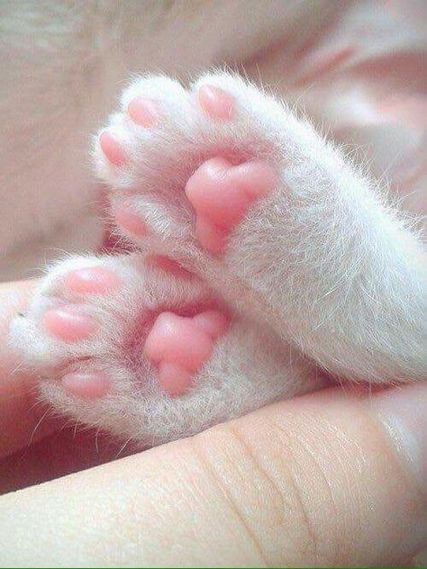 Nosara, Söt Katt, Cat's Paw, Siamese Kittens, White Cats, Cute Kittens, Cat Paws, Sweet Animals, Cats Meow