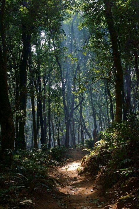 Forest path 숲 사진, Image Nature, Mystical Forest, Forest Path, Forest Photography, Walk In The Woods, Alam Yang Indah, Nature Aesthetic, Coven