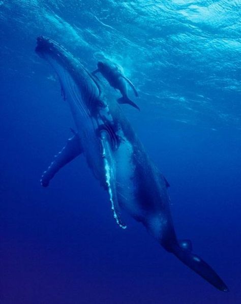 14 Beautiful Photos of Animal Moms With Their Babies Blue Whale Photo, Tonga Island, Big Blue Whale, Whale Swimming, Creature Marine, Sea Mammal, Water Animals, Marine Mammals, Humpback Whale