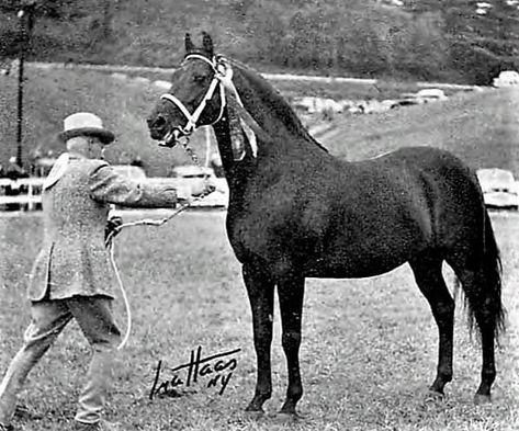 Morgan Horses, Morgan Horse, Horse Breeds, South American, Beautiful Horses, North American, Sense, Horses