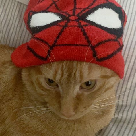 Cat With Spiderman Mask, Cat With Spiderman Hat, Spiderman With Cat, Spider Man Y2k Wallpaper, Spiderman Plushie Pfp, Spiderman Cat Pfp, Spider Man Cat, Cat Spiderman, Spiderman Beanie