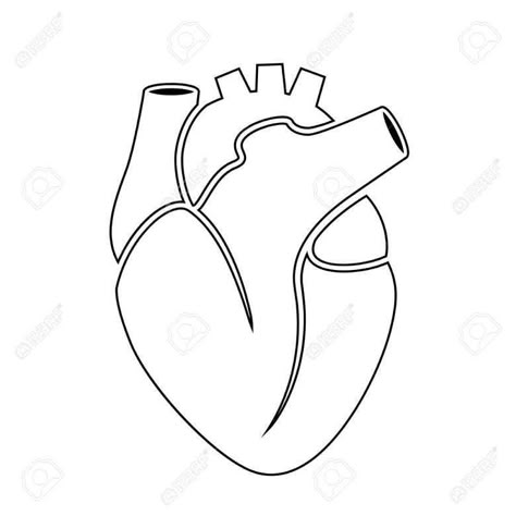 Heart Outline Drawing, Human Heart Outline, Anatomical Heart Drawing, Illustration Anatomy, Human Heart Drawing, Human Heart Anatomy, Anatomical Heart Art, Anatomy Illustration, Valentines Illustration