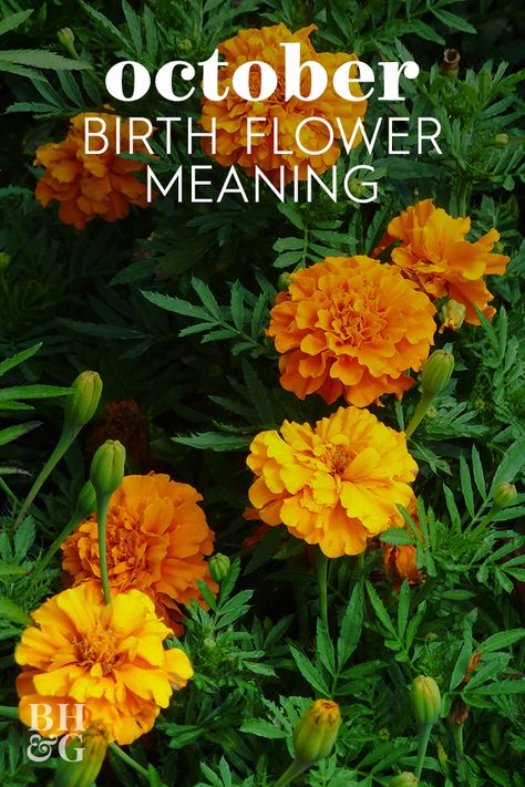 Did you know that you have a birth month flower? Just like birthstones, each month has its own flower with a different meaning behind it. Birth month flowers can be fun to decorate your home with or plant in the garden. #birthflowers #octoberbirthflower #Marigold #flowermeaning #bhg Marigold Meaning, October Birth Flowers, Flower Chart, Fall Container Gardens, Sweet Pea Flowers, Gardening Trends, List Of Flowers, Flower Guide, Types Of Roses