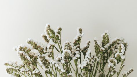 Blooming white statice flower on a gray background | premium image by rawpixel.com / Teddy Neutral Aesthetic Wallpaper Horizontal, Cool Ipad Wallpaper Horizontal, White Aesthetic Horizontal, Plain Macbook Wallpaper, Plants Aesthetic Wallpaper Desktop, Minimal Macbook Wallpaper, White Desktop Background, Minimal Desktop Background, White Flower Laptop Wallpaper