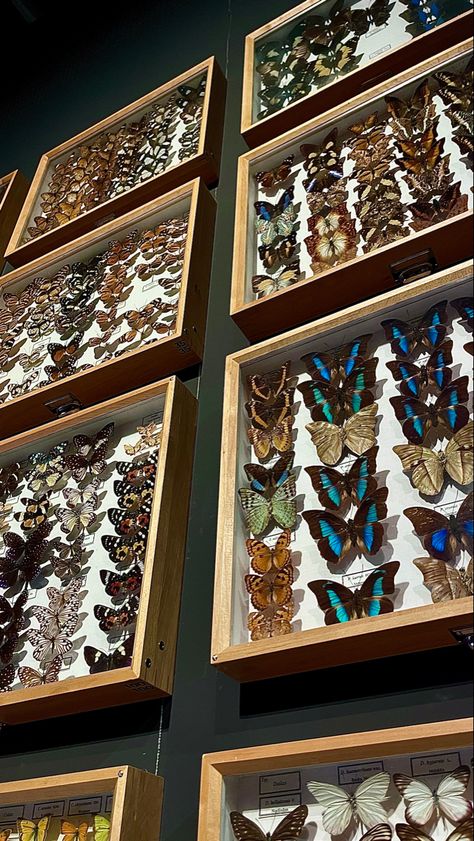 Wall Of Butterflies, Butterfly House Aesthetic, Butterfly Collection Aesthetic, Butterfly Preservation, Museum Wallpaper, Butterfly Sanctuary Aesthetic, Butterfly Conservatory Aesthetic, Butterfly Dome, Butterfly Taxidermy Aesthetic