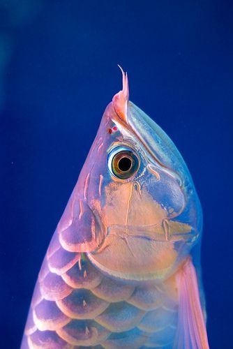 Close Up, Fish, Water, Blue