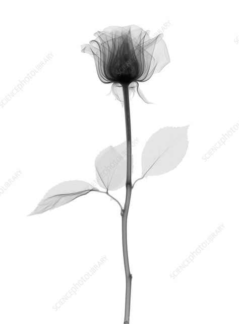 Rose (Rosa sp.) flower, X-ray - Stock Image - C049/7082 - Science Photo Library Xray Flower, Abstract Flower Tattoos, Cute Owl Tattoo, Ray Tattoo, Punk Tattoo, Dragonfly Tattoo Design, Body Sketches, Small Hand Tattoos, Dragonfly Tattoo