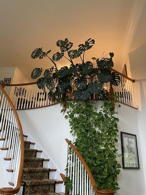 21 Monstera Trellis Ideas | Balcony Garden Web Monstera Trellis, Indoor Plant Trellis, Indoor Vines, Monstera Wall, Small House Garden, Indoor Trellis, Plant Display Ideas, Monstera Plants, Indoor Plant Wall