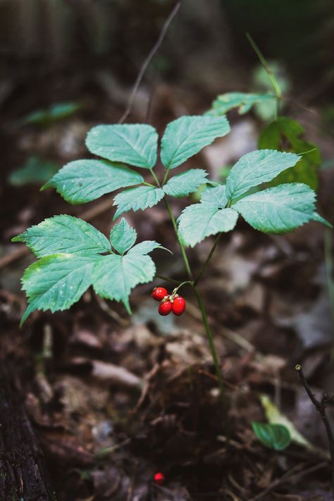 Ginseng Tattoo, Growing Ginseng, Forest Foraging, Ginseng Plant, American Ginseng, Property Ideas, Mountain Rose Herbs, Mountain Rose, Future Garden