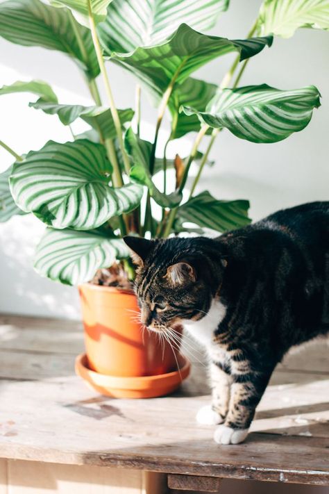 Cats and plants Cats Plants, Cat And Plants, Cat With Plants, Cat And Plants Art, Plants And Cats Aesthetic, Cat Proofing, Cat Plants, Fluffy Cat, Cat Photography