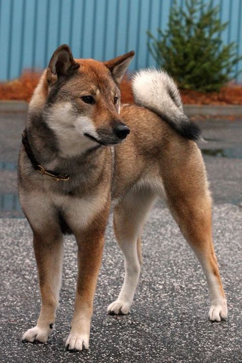 Shikoku Ken, Shikoku Dog, Shikoku Japan, Japanese Wolf, Dog Breeds That Dont Shed, Medium Sized Dog, Karelian Bear Dog, Japanese Island, Dog Standing