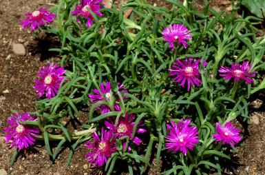 Purple ice plant (image) is a ground cover for fast-draining spots. It's a colorful succulent. - David Beaulieu Flowers Full Sun, Ground Cover Flowers, Delosperma Cooperi, Long Blooming Perennials, Orchid Cactus, Full Sun Perennials, Ground Covers, Rock Garden Plants, Flower Tower