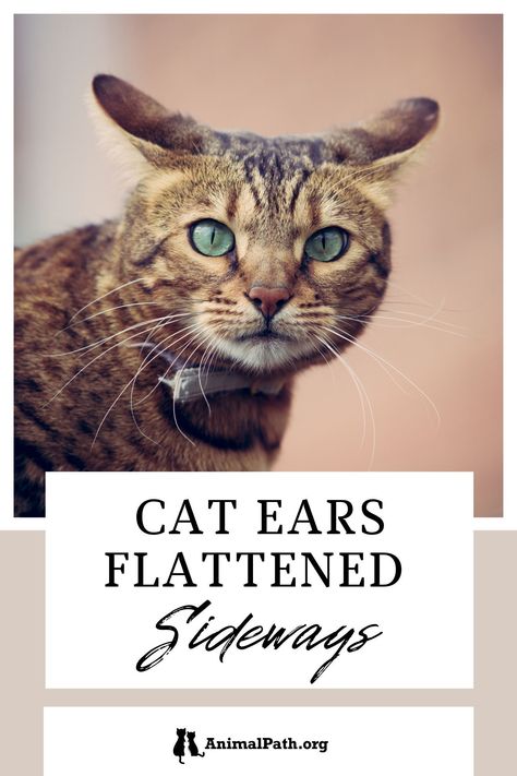 Cat ears flattened sideways: What does it mean? Cat Ear Meaning, Cat Ears Meaning, Cat Skin Problems, Cat Medicine, 2 Animals, Sticker Inspo, Drawing Help, Cat Skin, Cat Exercise