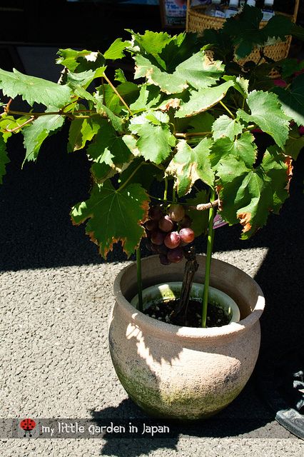 grape-in-a-pot by delcasmx, via Flickr Grapes In Containers, Grapes Growing, Grapevine Growing, Low Maintenance Garden Design, Grape Trellis, Grape Plant, Cute Quote, Growing Grapes, Low Maintenance Garden