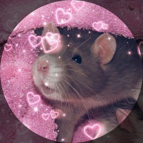 Rat Pfp, Matching Cat Pfp Friends, Matching Cat Pfp, Profile Picture Icon, Matching Cat, Pfp Friends, Dog Match, Wallpaper Matching, Cat Pfp