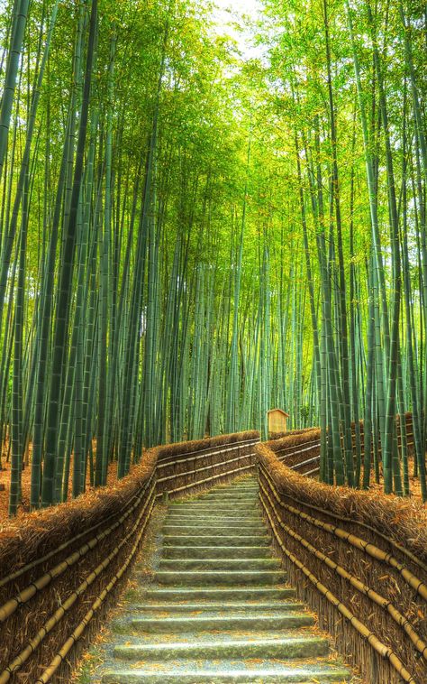 Arashiyama Bamboo Forest - Kyoto, Japan Bamboo Forest Japan, Bamboo Ideas, Bamboo Landscape, Bamboo Grove, Wizard School, Bamboo Forest, Forest Wall Art, Beautiful Nature Wallpaper, Kyoto Japan