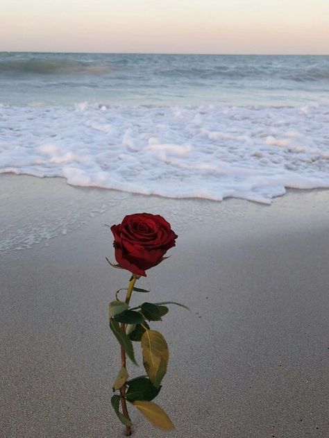 Mar com Rosas Single Red Rose, Red Rose, The Ocean, Red