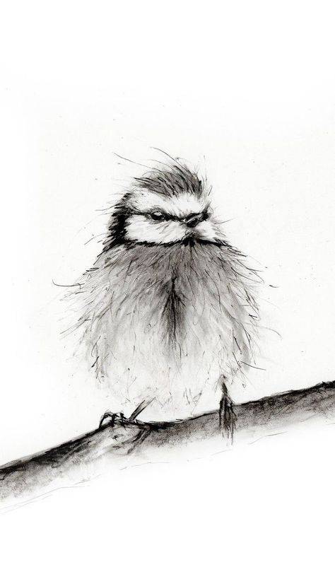 https://pin.it/6oxSqCWO6 Sketch Living Room, Trio Drawing, Bird Pencil Drawing, Bird Sitting On A Branch, Black White Drawing, Art Charcoals, Animal Sketch, Glicee Prints, Drawing Charcoal