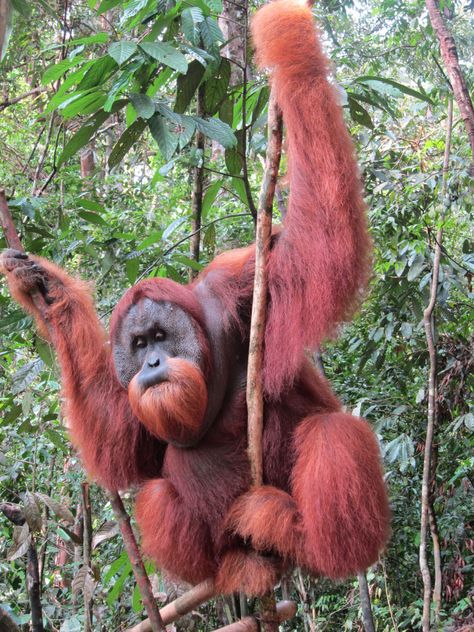 Orangutans in the Indonesian jungle, Bukit Lawang, Sumatra, Mach 2012 Grey Aesthetic Wallpaper, Sumatran Orangutan, Grey Aesthetic, Mountain Gorilla, Animal Print Wallpaper, Great Ape, About Animals, Save Animals, Primates