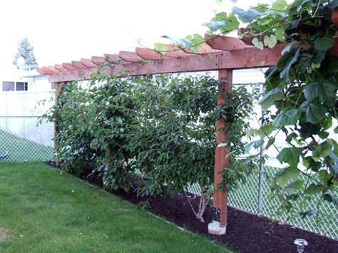 Kiwi Vine On a Fence | trying to scrounge up some more space in my yard to grow oats and corn ... Hardy Kiwi, Kiwi Vine, Vine Trellis, Pergola Lighting, Garden Vines, Pergola With Roof, Diy Pergola, Pergola Patio, Garden Edging