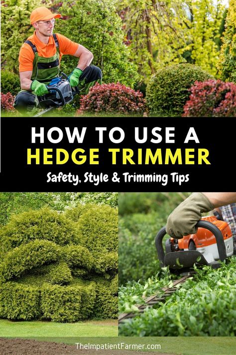 Hedge Trimming Ideas, Juniper Shrub, Hedges Landscaping, Cedar Hedge, Privet Hedge, Hedge Trimming, How To Trim Bushes, Flower Hedge, Trimming Hedges