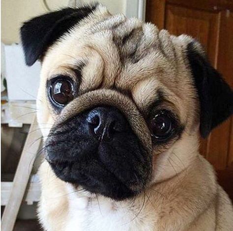 Photo Pug Dog, Pug, Wrinkles, On Instagram, Instagram