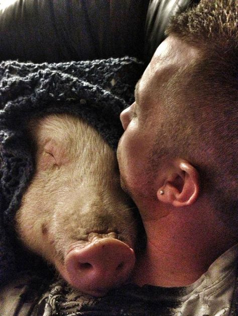 This couple thought they adopted a mini-pig, but it grew up into 670 pounds of cuteness. They decided to dedicate their lives to opening an animal sanctuary, and have raised $440,225 to get started! Miniature Pigs, Micro Pigs, Mini Pigs, Pet Pigs, This Little Piggy, Animal Sanctuary, Animal Rights, Animals Friends, Animal Lover