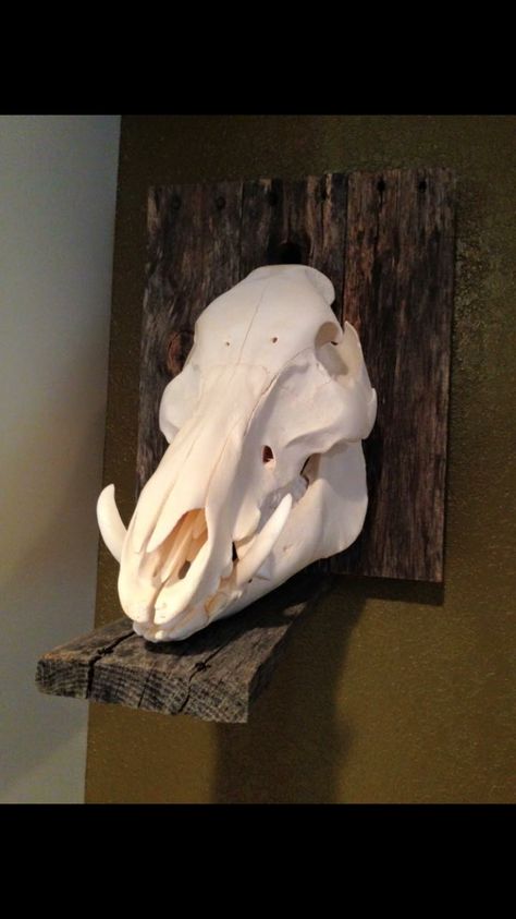 Pig skull mount Euro Skull Mount Ideas, Hog Skull, European Skull Mount Ideas, Hog Skull Mount, Skull Mount Ideas, Pig Skull, European Mount Ideas, Hunting Mounts, Mounting Deer Skull