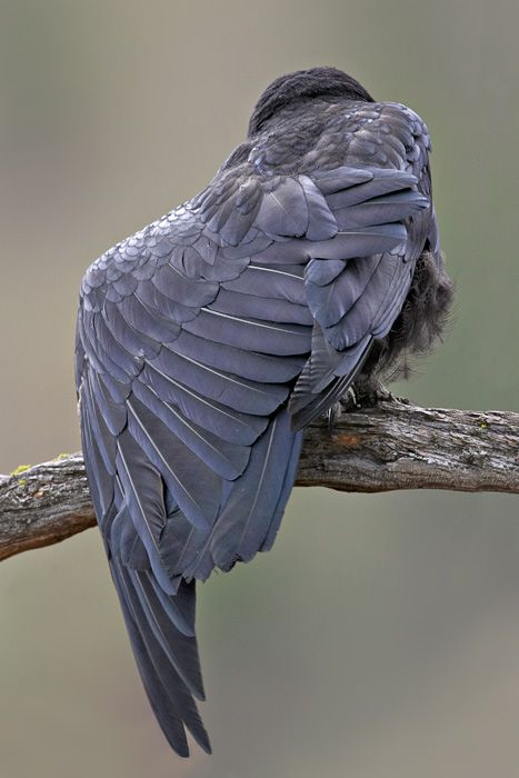 Restless Heart, Animal Studies, Raven Bird, Fotos Ideas, There She Goes, Manhattan Project, Jackdaw, Animal Study, Crows Ravens