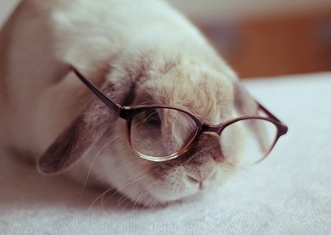 Bunny in glasses Bunny Tumblr, Animals Wearing Glasses, Somebunny Loves You, Guinea Pig Cages, Love Bunnies, Cute Bunnies, Bunny Rabbits, Wearing Glasses, All Things Cute