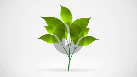 Green leafs tree growing, HD stock video, plant, time lapse, animation, footage, download, nature, growing, growth Plant Growth Video, Plant Growing Animation, Tree Growing Animation, Plants Gif, Leaf Animation, Plant Animation, Tree Animation, Nature Animation, Animation School