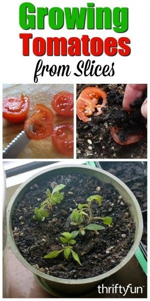 Growing Tomatoes Indoors, Growing Tomatoes From Seed, How To Grow Tomatoes, Tips For Growing Tomatoes, Growing Organic Tomatoes, Growing Tomato Plants, Indoor Vegetables, Tomato Farming, Growing Tomatoes In Containers