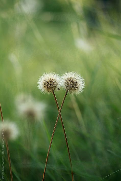 Two fluffy dandelions in spring Hodge Podge, Dandelion, Royalty Free Stock Photos, Plants, Flowers, Floral