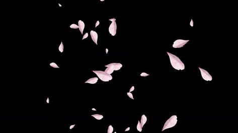 Cherry Blossom Petals Sakura Sakura Petals, Sakura Gif Cherry Blossoms, Sakura Petals Png, Sakura Illustration Flower, Cherry Blossom Vector, Sakura Png Flower, Cherry Blossom Petals, Flowers Petals, Sakura Flower