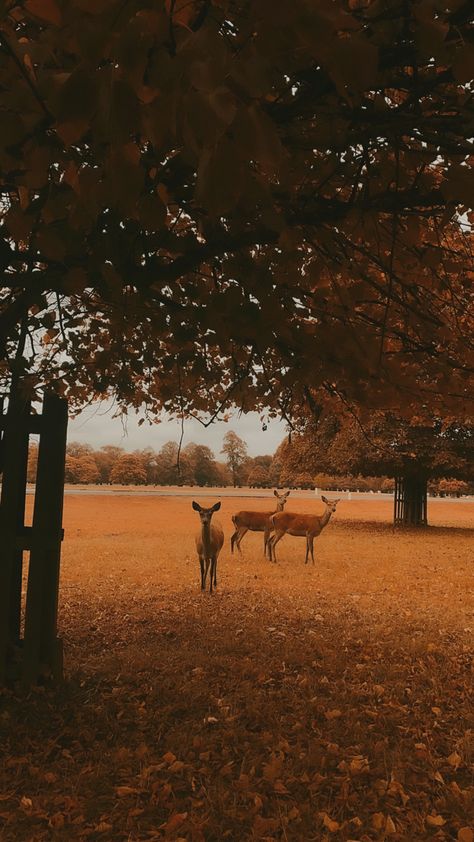 Captures with iPhone 11 #nature #deers #autumn #september #autumnleaves #fallingleaves #deer #cozy #myaesthetic #mycapture Autumn Deer Wallpaper, Deer Background Wallpapers, Deer Background, Deer Aesthetic, Deer Feed, Hunting Wallpaper, Deer Wallpaper, Creative Hub, Best Seasons