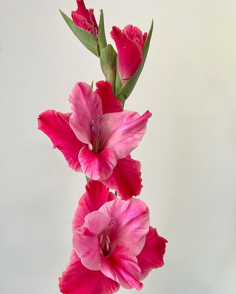 Aren’t you GLAD (😉) it’s gladiolus season?! We are! We’re open this week from Wednesday to Friday 10AM-5PM & Saturday 10AM-2PM. Seasonal bunches are up for grabs. Always best to order online at pwflorals.com or by phone to secure your fresh blooms. Find this stunner in our bouquets this week. 😍 Gladiolus Bouquet, Cottage English, Gladiolus Flower, English Garden, Birth Month, Creative Ideas, Order Online, New Art, Bouquets