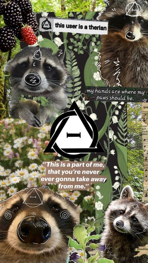 racoon therian #therian #wallper #therianthropy #racoontherian Raccoon Therian Tips, Racoon Therian, Raccoon Therian, Therian Core, Dilute Tortie, Hybrid Cat, Therian Stuff, Cute Raccoon, Sea Otter