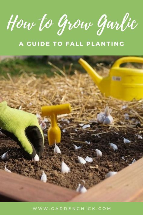 How to grow garlic in raised beds | Step-by-step fall garlic planting guide for beginners Planting Garlic In Fall, Garlic Varieties, Fall Planting Guide, How To Plant Garlic, Plant Garlic, Grow Garlic, Planting Garlic, Raised Bed Garden, Fall Planting