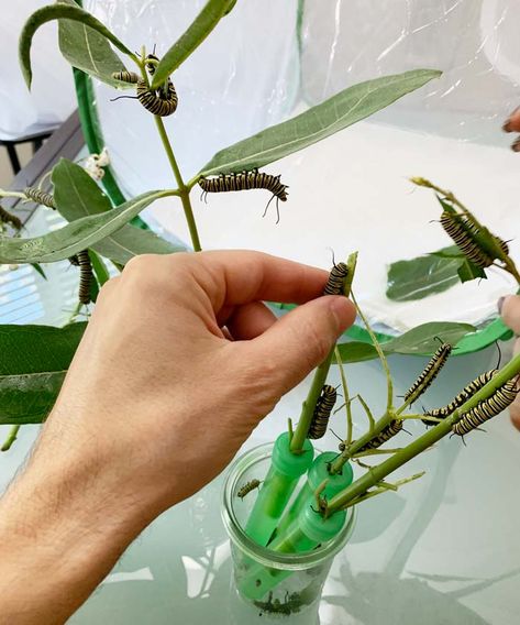 If you're trying to figure out how to raise Monarch butterfly caterpillars at home, you're in the right place! Our family has many years of experience successfully raising Monarch butterflies and this guide will help you do the same! #tyrantfarms #raisingmonarchs #savethemonarchs #STEM #STEMactivities Butterfly Raising, Raising Butterflies At Home, Monarch Butterfly Habitat, Butterfly Cage, Raising Monarch Butterflies, Raising Butterflies, Butterfly Habitat, Milkweed Plant, Monarch Caterpillar