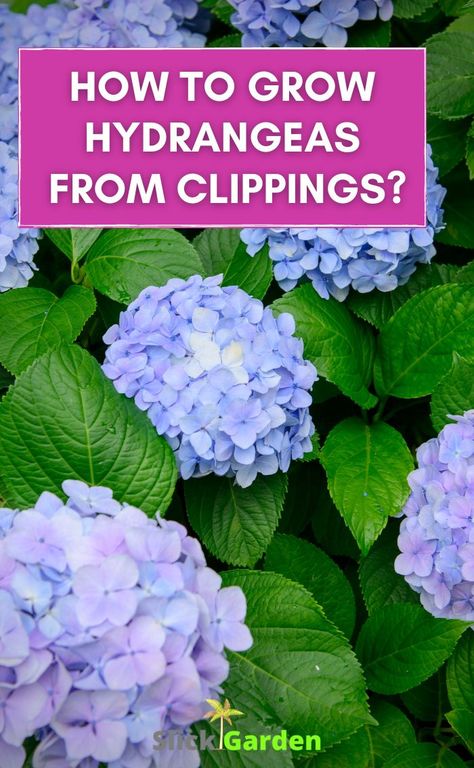 How To Start Hydrangeas From Clippings, Starting Hydrangeas From Cuttings, How To Start Hydrangeas From Cuttings, Propagate Hydrangea In Water, Propagate Hydrangea From Leaves, Growing Hydrangeas From Clippings, How To Split Hydrangeas, How To Root Hydrangeas Cuttings, How To Grow Hydrangeas In Pots