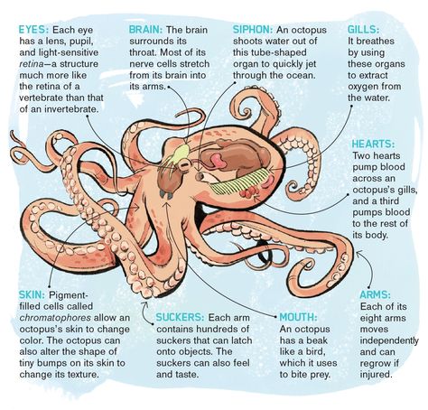 Anatomy Of Sea Animals, Octopus Infographic, Octopus Anatomy, Biology Journal, Octopus Facts, Ocean Facts, Octopus Species, Oceanography Marine Biology, Bio Notes